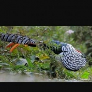 almazi cutdu limon regde feresi 2xoruz bir fere