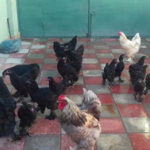 Tecili tpyuq satilir