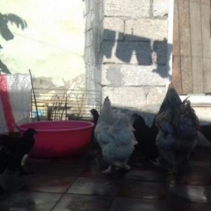 Tecili tpyuq satilir