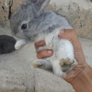 sirin bala dovsanlar var boyuk dovsanlarda bunlar 