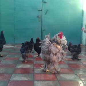 Tecili tpyuq satilir