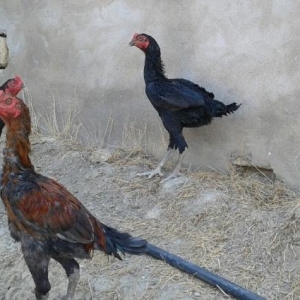 saf qandi fevral beceleridi