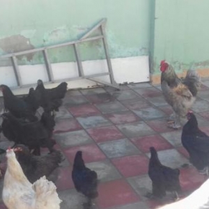 Tecili tpyuq satilir