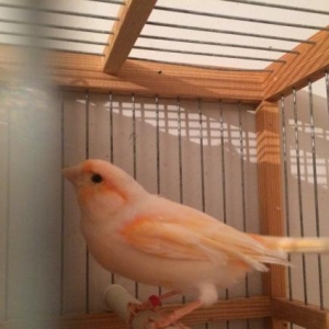 Mozaik kanariya 2 cut satil