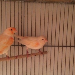 Mozaik kanariya 2 cut satil