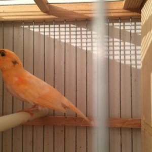 Mozaik kanariya 2 cut satil