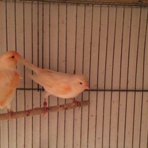 Mozaik kanariya 2 cut satil