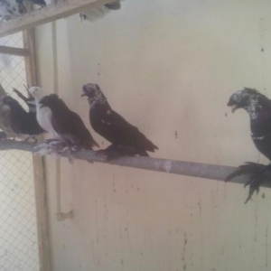 Goyercinler dekorativ