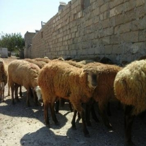 Ismayil Qurbani Qarabag Quzulari