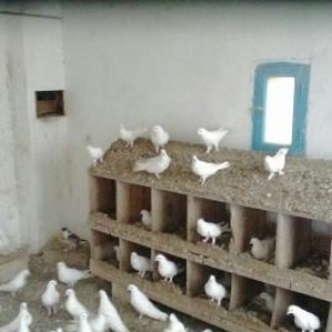 Saat ucan quwlar Satilir