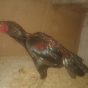 müxtəlif cinslər var.