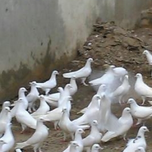 Saat ucan quwlar Satilir