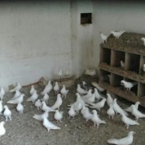 Saat ucan quwlar Satilir