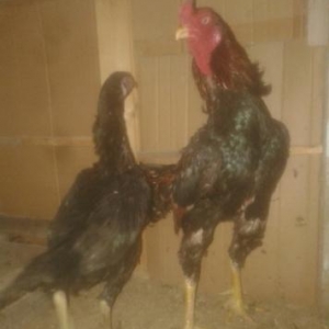 müxtəlif cinslər var.