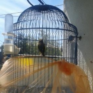 bül-bül ler super oxuyan yawli ve balalar