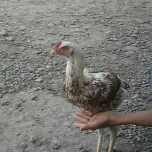 5 aylıq heyrati xoruzudu