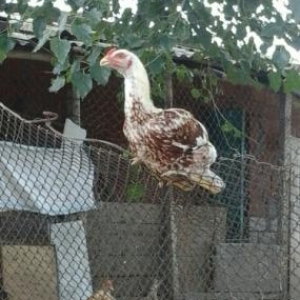 5 aylıq heyrati xoruzudu