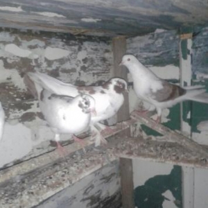 Topdan Satiw Goyercinler