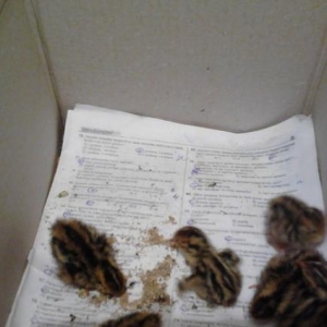 Bildirçin cücələri