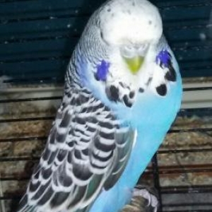 Волнистый чех попугай на лю