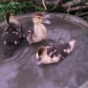 6sinda alana 1boyuk ordey hediyye.hind ordeyi