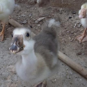 linda ve kuban qazlari