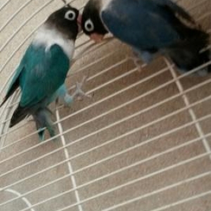 satilir papuqay fiwi