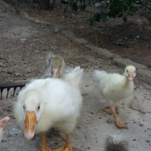 linda ve kuban qazlari