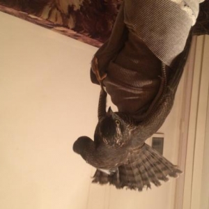 qus hal hazirda samixidadi sehere getirile biler