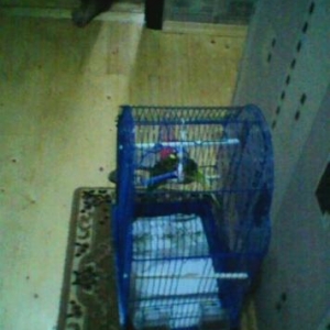 papukay satılır qəşəy papukaydı