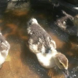 6sinda alana 1boyuk ordey hediyye.hind ordeyi