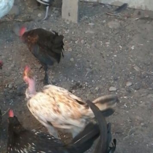 yaponkalardi satiram