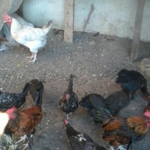 yaponkalardi satiram