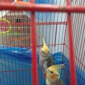 2 korella   1 illik saglamdillar artirmaq ucun hazirdi.   qefesle birl