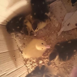 hovsanda saxlayiram teze yumurtadan cixib razilawm