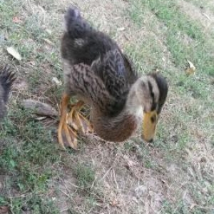 Mayali kend toyuqlarin yumurtasi