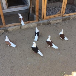 3 cüt qoşa çep satılır sarı,qara,qırmızı.