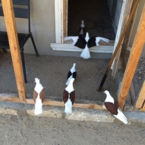 3 cüt qoşa çep satılır sarı,qara,qırmızı.