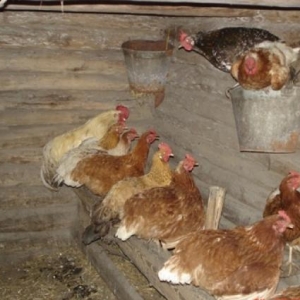 Mayali kend toyuqlarin yumurtasi