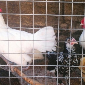 yaponka arginal 5 aylıq dı 2si xoruz 2si fere di