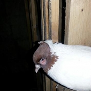 qardaslar gozune ne ede bileremki sagalsin komeyvi