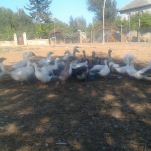 Qaz Ordek Toyuq satiwi