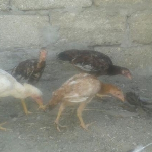 super heyratilar 3 4 ayliq