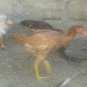 super heyratilar 3 4 ayliq