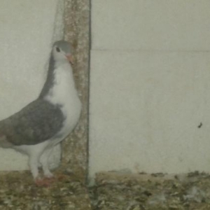 pinqivin quwlar satilir cutduler goy pinqivin erkey boz pinqivin