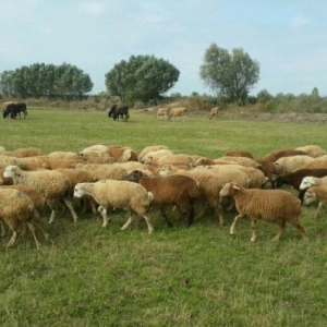 qurbanliq qarabag quzulari halalliqla kesim catdirilma pulsuz kilosu