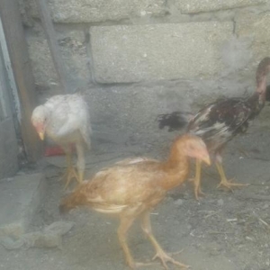 super heyratilar 3 4 ayliq