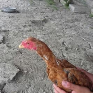 temiz qan heyrati bece satiram