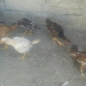 super heyratilar 3 4 ayliq