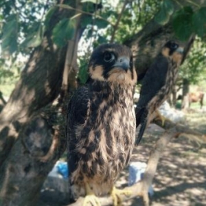 Şahin quşu. 1 ayliq